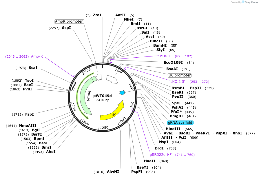 96862-plasmid-map-sequence-id-189273