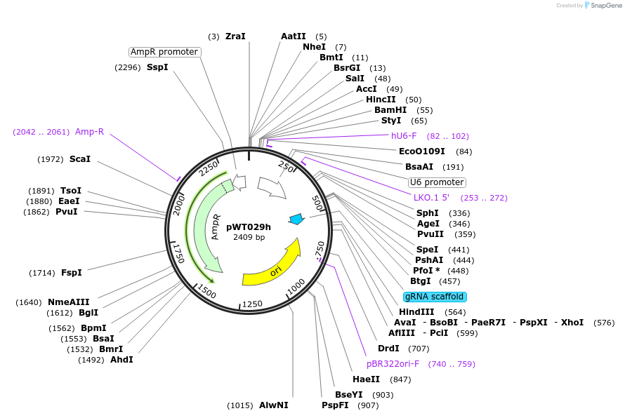 96861-plasmid-map-sequence-id-189275