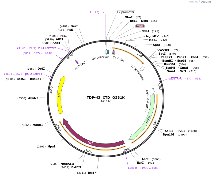 98673-plasmid-map-sequence-id-189276