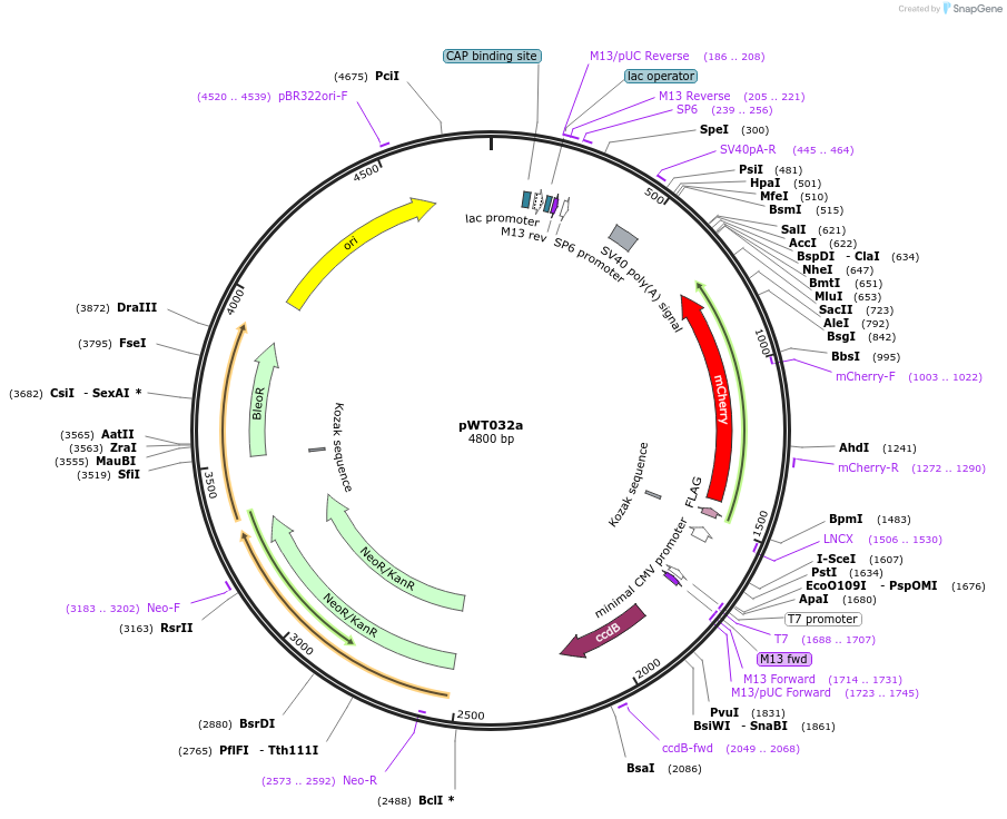 96879-plasmid-map-sequence-id-189280