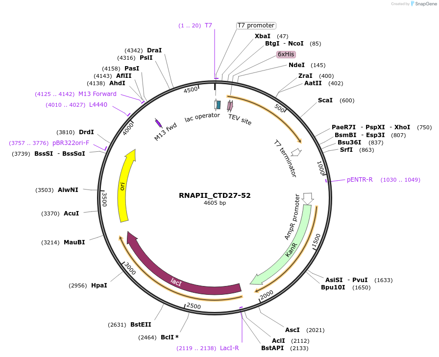 98678-plasmid-map-sequence-id-189285