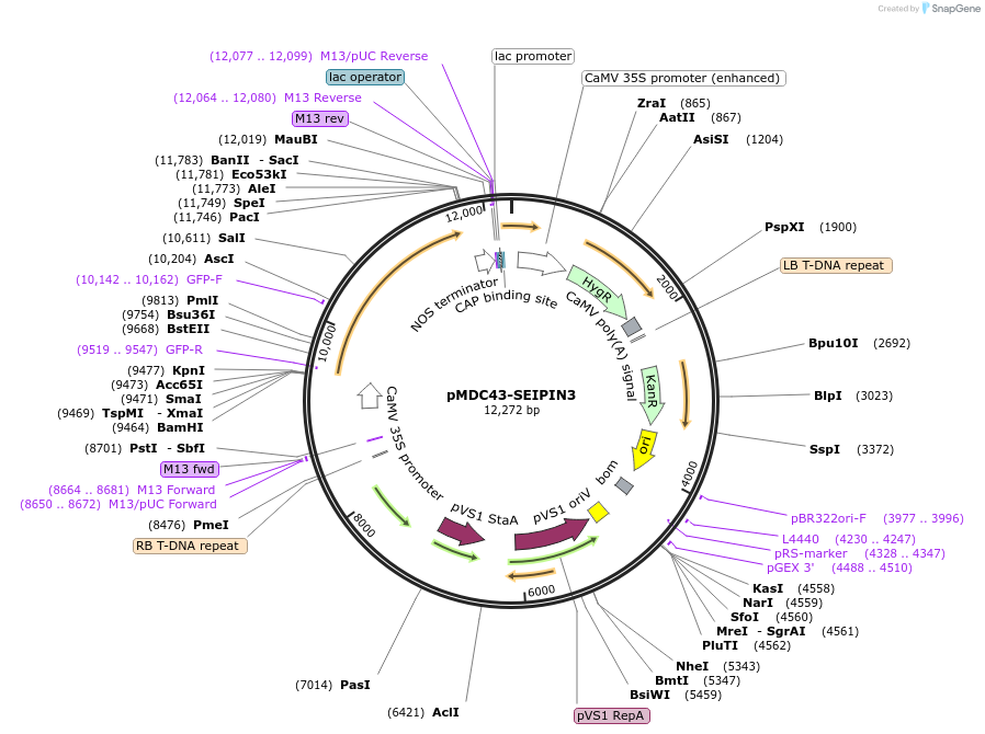 96978-plasmid-map-sequence-id-189288