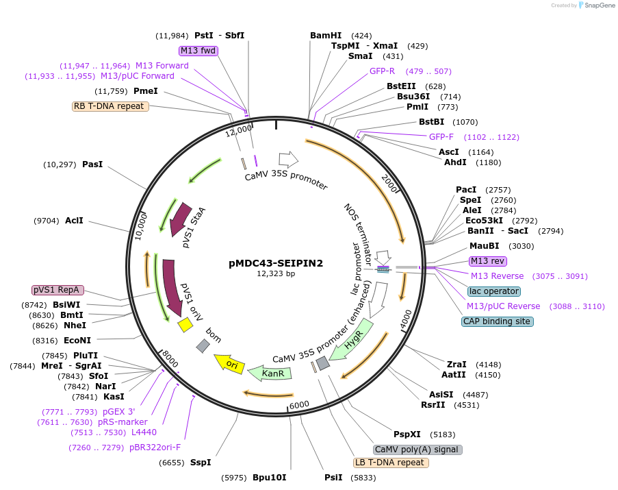 96977-plasmid-map-sequence-id-189289