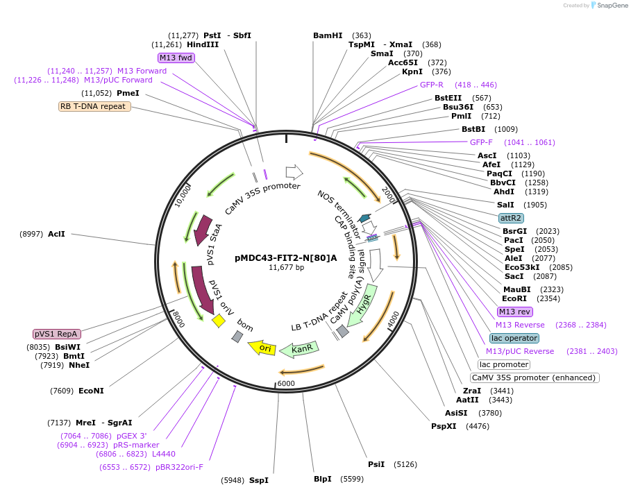 96995-plasmid-map-sequence-id-189290