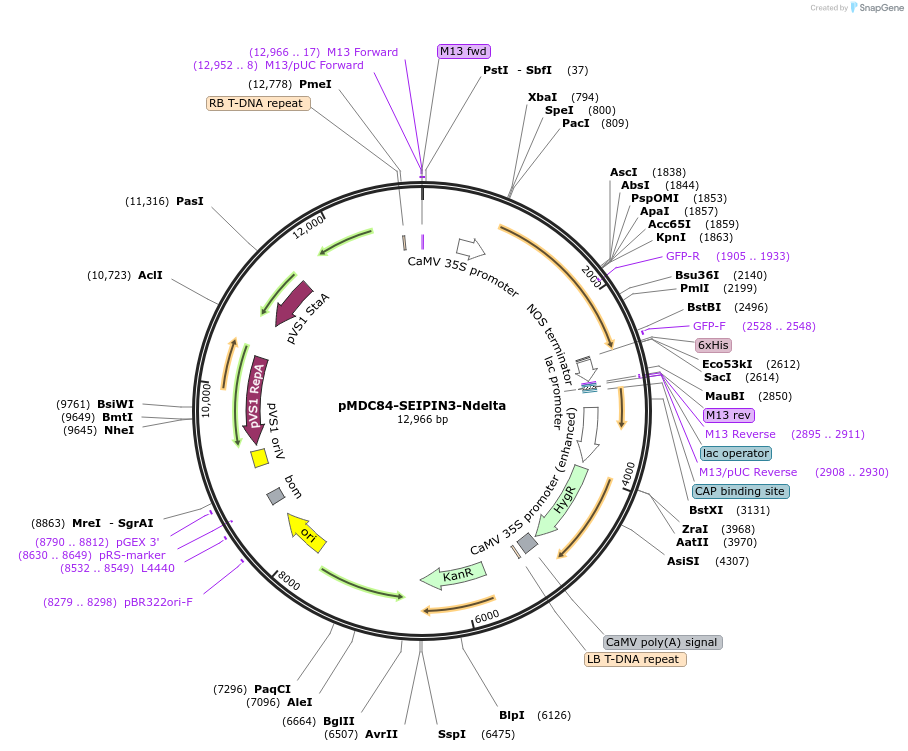 96981-plasmid-map-sequence-id-189305