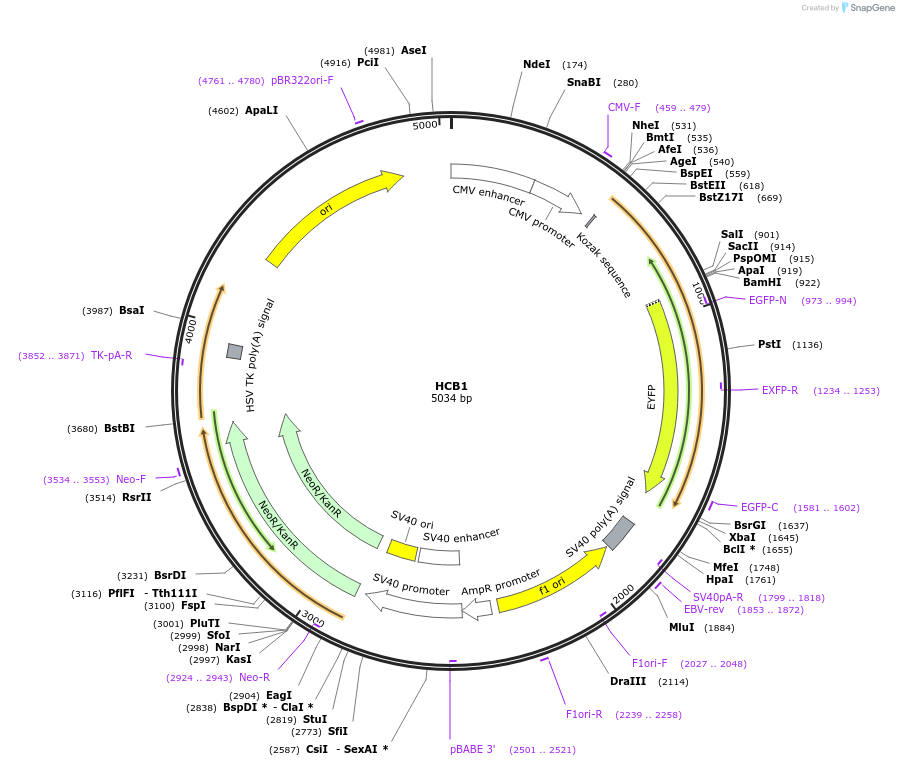 98582-plasmid-map-sequence-id-189308