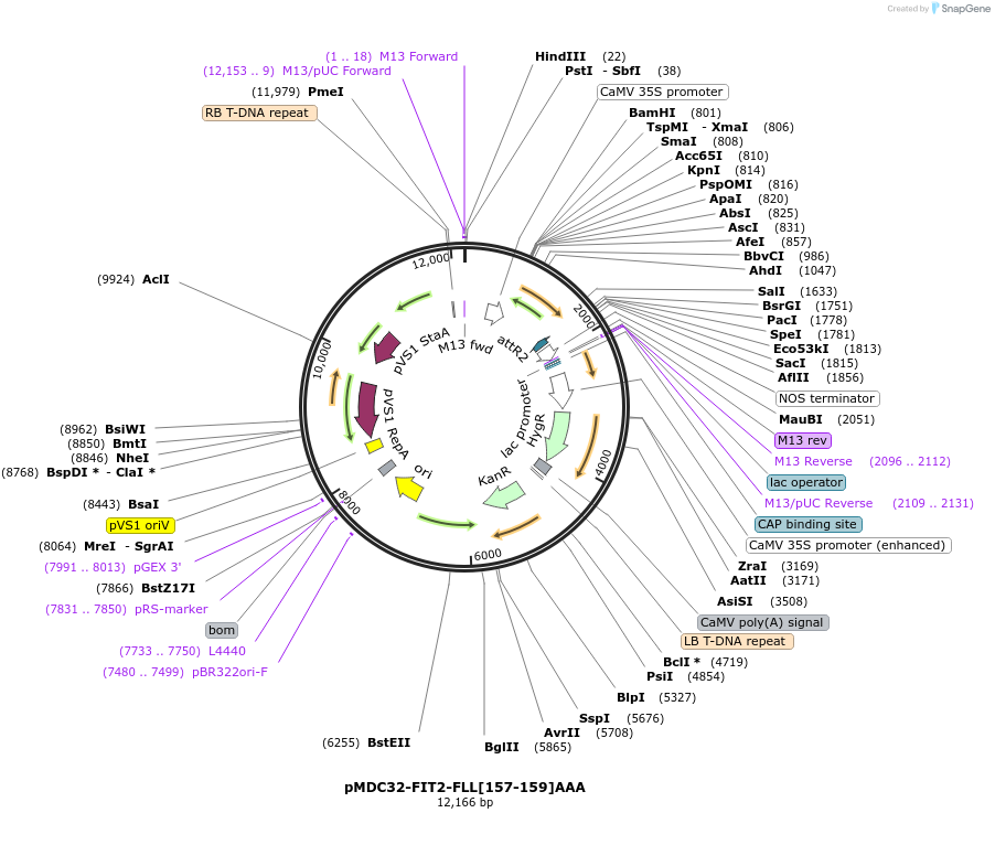 96991-plasmid-map-sequence-id-189311