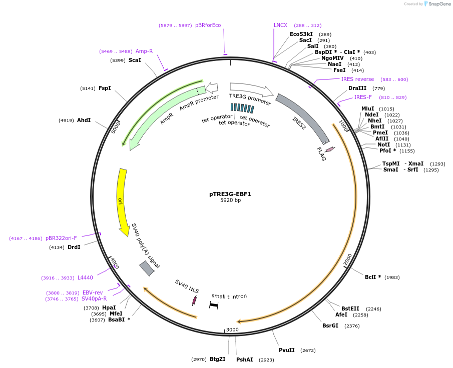 96965-plasmid-map-sequence-id-189317