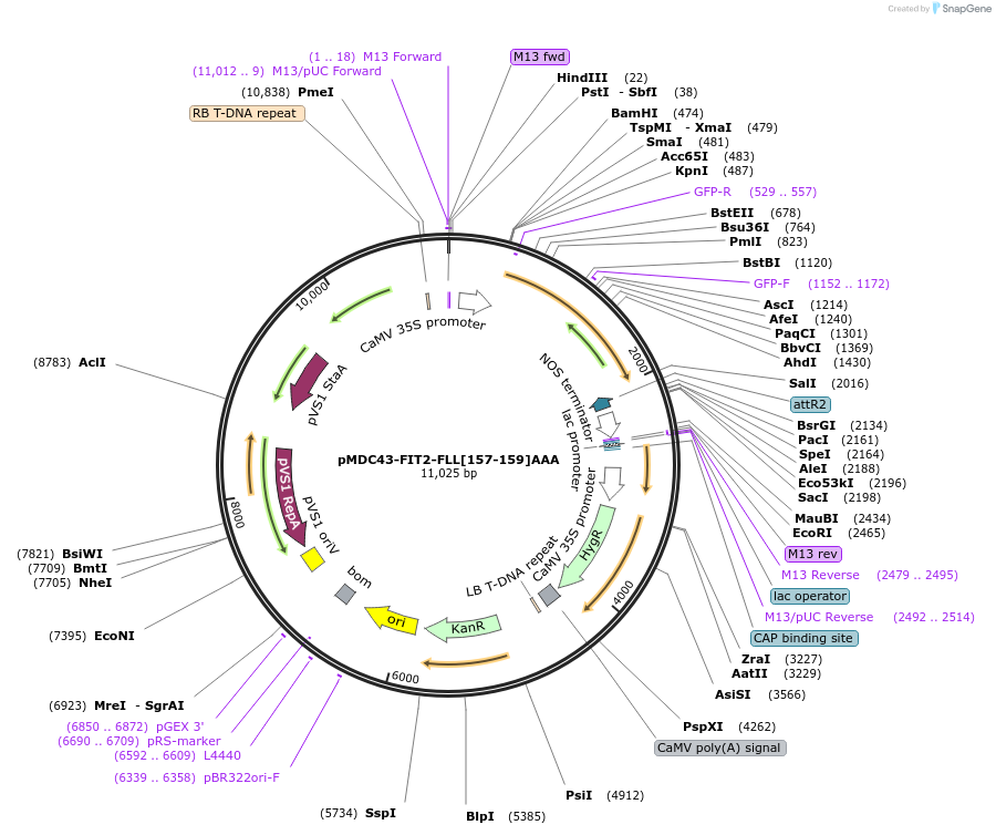 96994-plasmid-map-sequence-id-189318