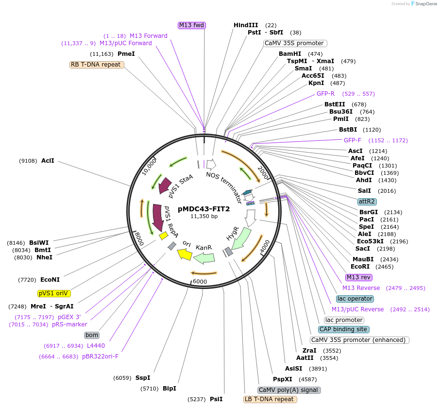 96993-plasmid-map-sequence-id-189319