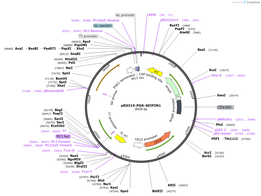 96986-plasmid-map-sequence-id-189323