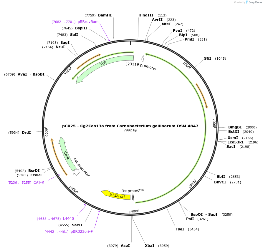 91915-plasmid-map-sequence-id-189329