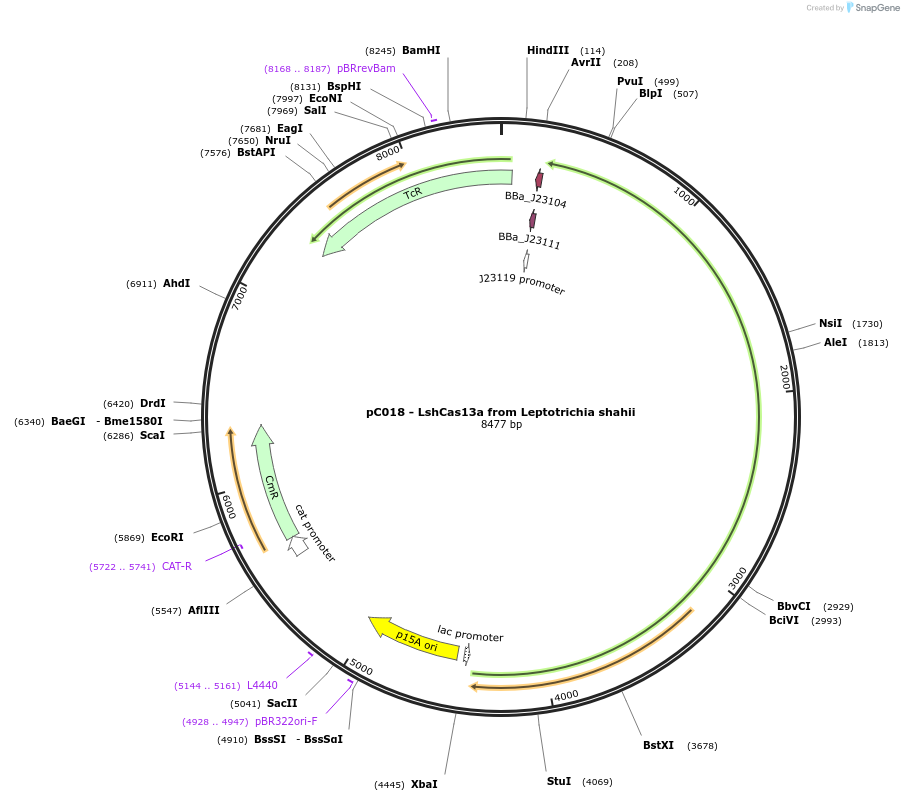 91908-plasmid-map-sequence-id-189334