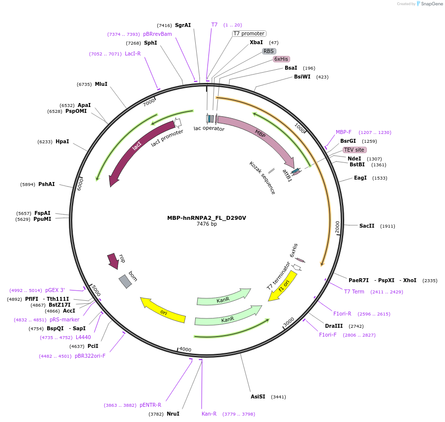 98663-plasmid-map-sequence-id-189353