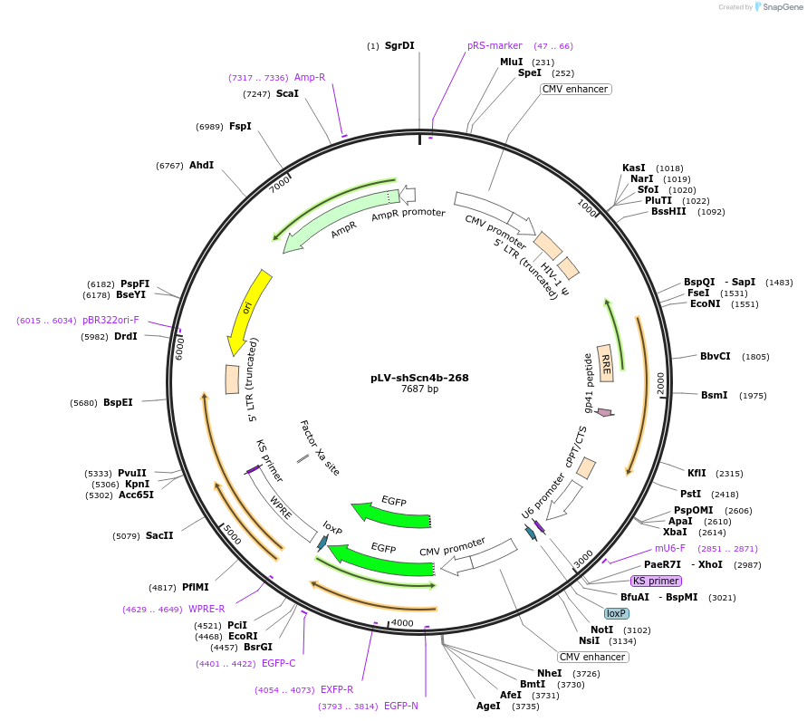 99031-plasmid-map-sequence-id-189427