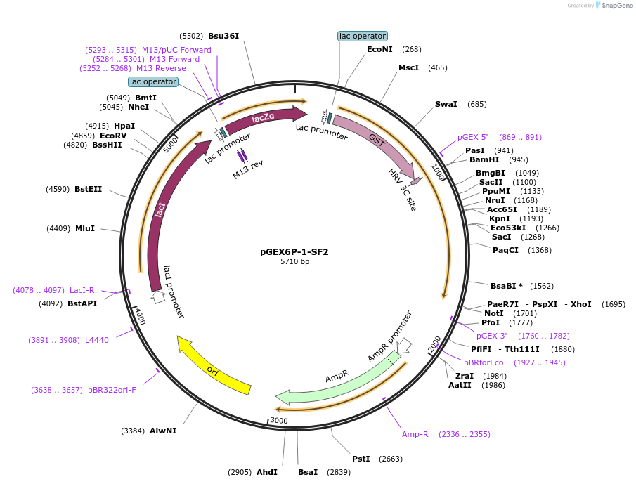 99020-plasmid-map-sequence-id-189433