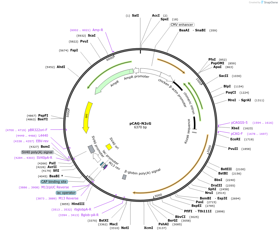 100811-plasmid-map-sequence-id-189508