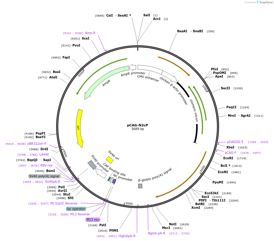 100808-plasmid-map-sequence-id-189510
