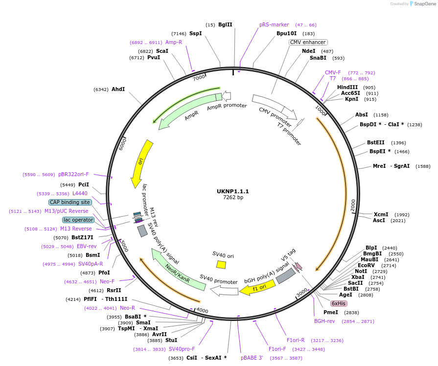 97355-plasmid-map-sequence-id-189553