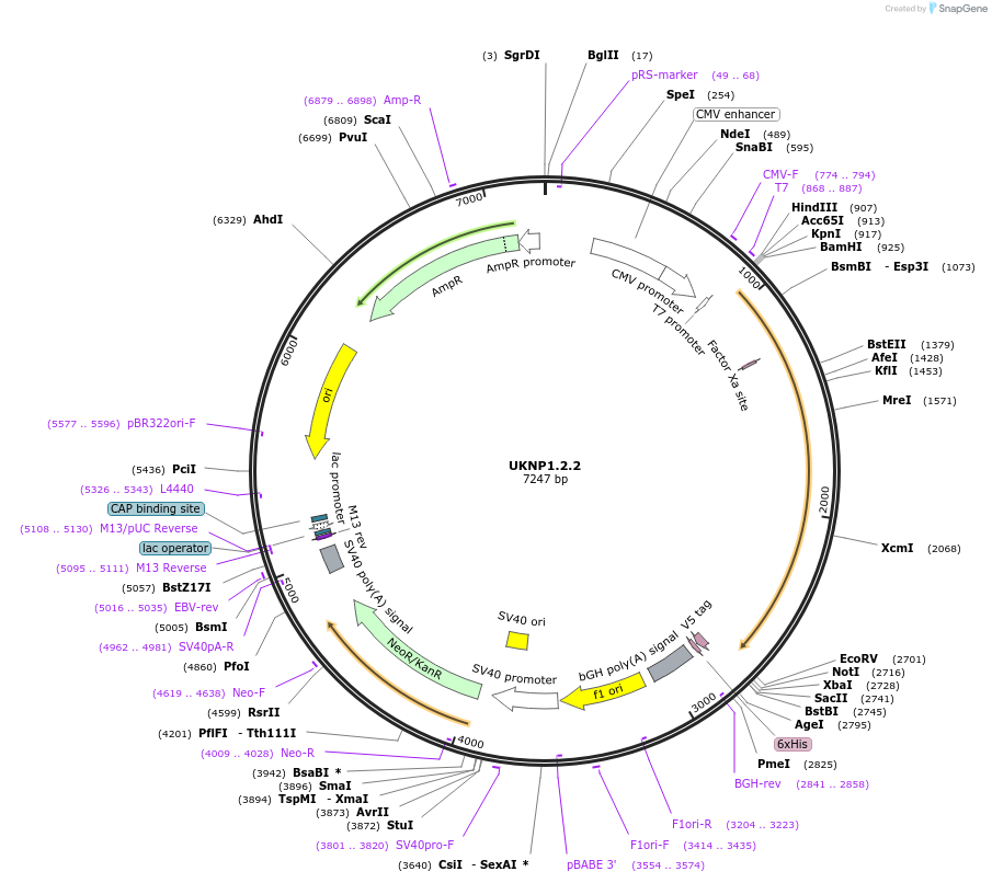 97357-plasmid-map-sequence-id-189596