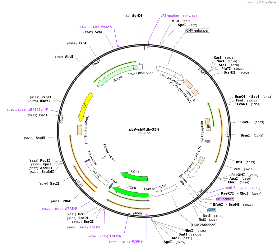 99025-plasmid-map-sequence-id-189633