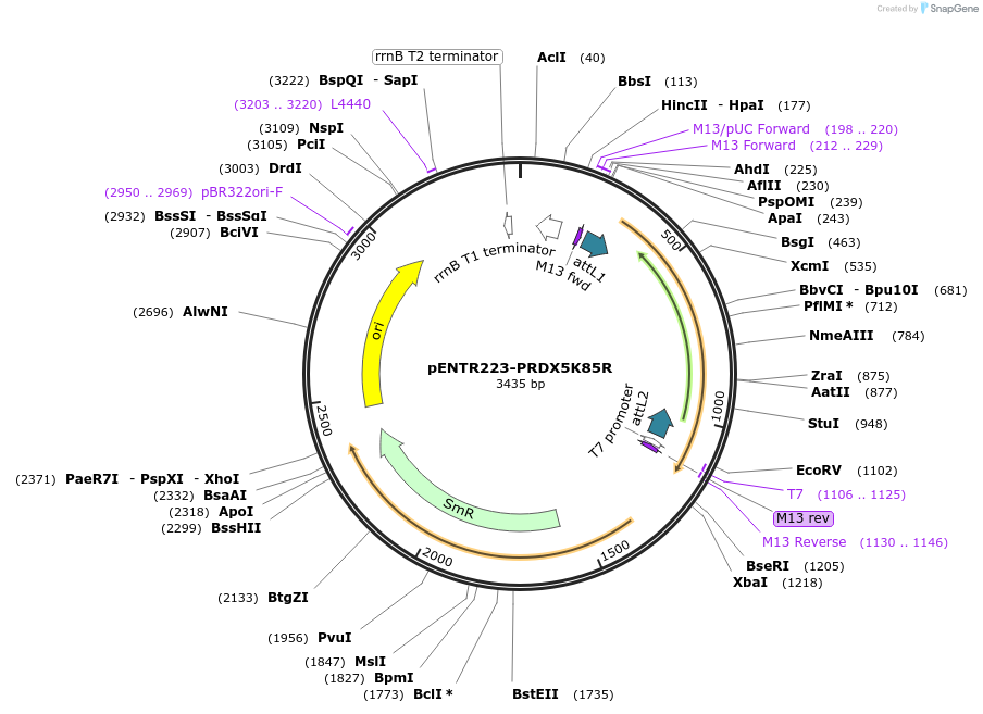 98694-plasmid-map-sequence-id-189640