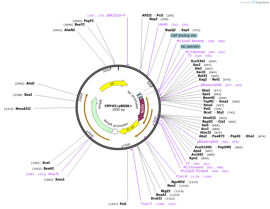 97205-plasmid-map-sequence-id-189645