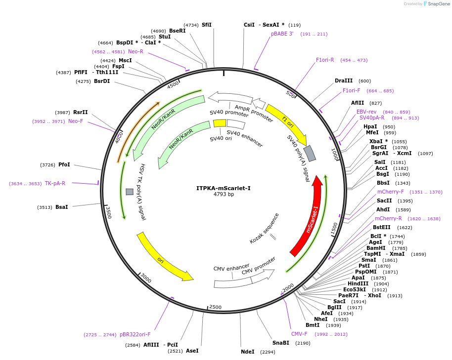 98829-plasmid-map-sequence-id-189652