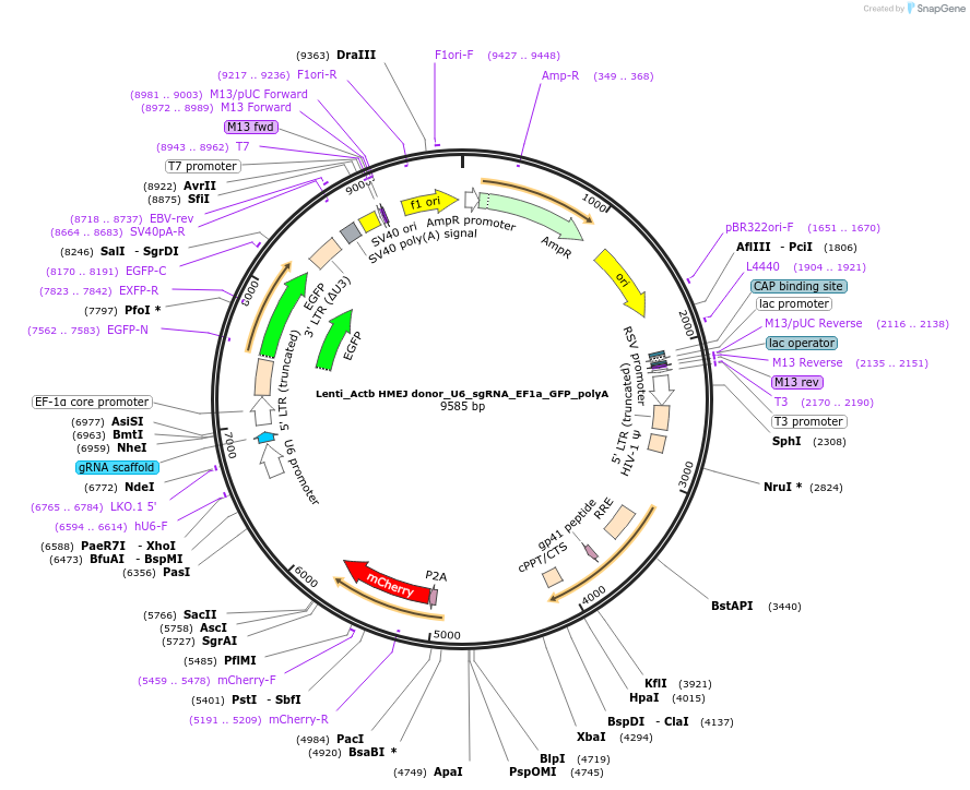 97312-plasmid-map-sequence-id-189660