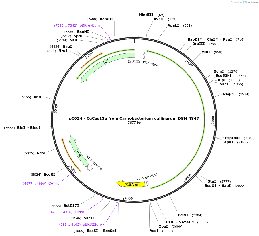 91914-plasmid-map-sequence-id-189661