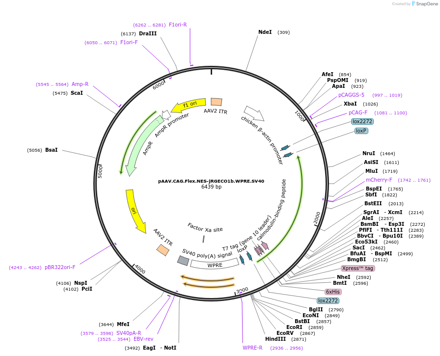 100855-plasmid-map-sequence-id-189714