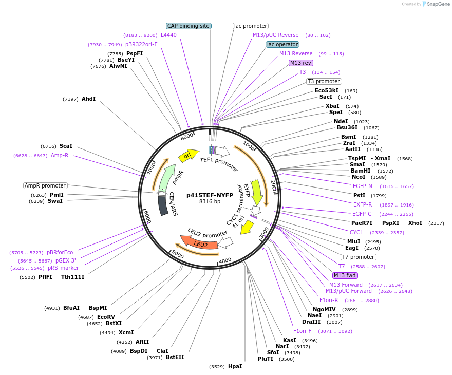 99555-plasmid-map-sequence-id-189755