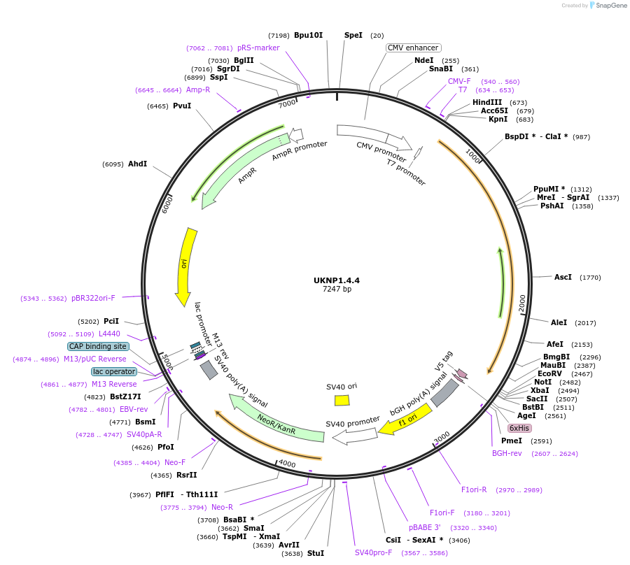 97366-plasmid-map-sequence-id-189757