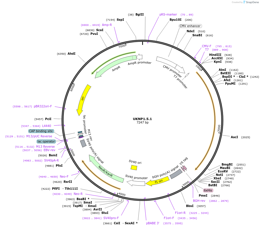 97367-plasmid-map-sequence-id-189760