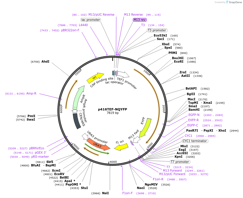 99552-plasmid-map-sequence-id-189765