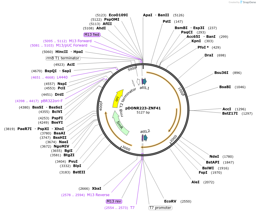88033-plasmid-map-sequence-id-189767
