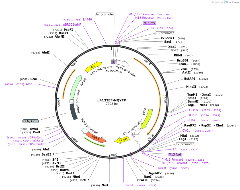99556-plasmid-map-sequence-id-189769
