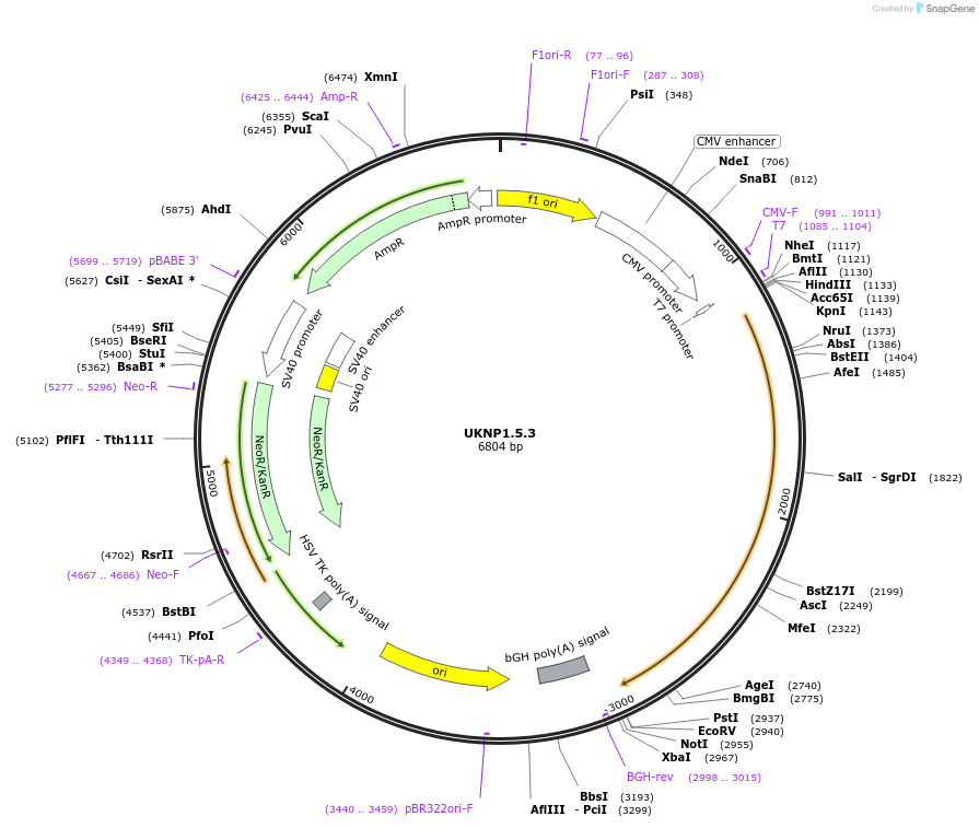 97369-plasmid-map-sequence-id-189771