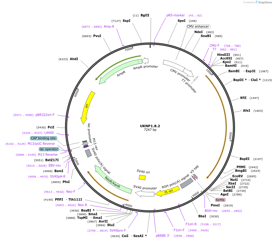97373-plasmid-map-sequence-id-189776