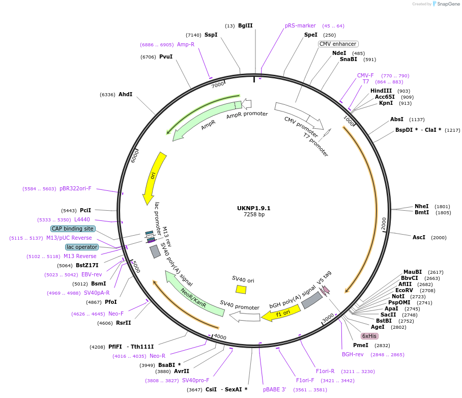 97374-plasmid-map-sequence-id-189780