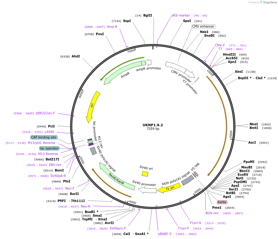 97375-plasmid-map-sequence-id-189781