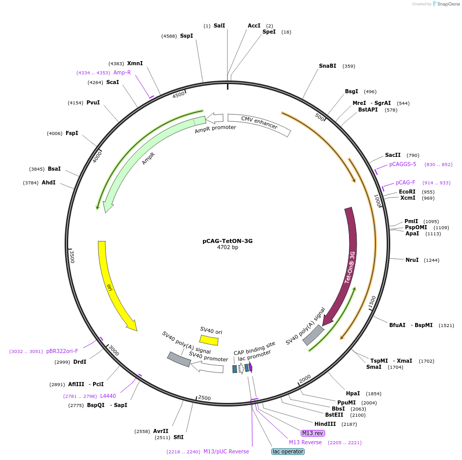 96963-plasmid-map-sequence-id-189783