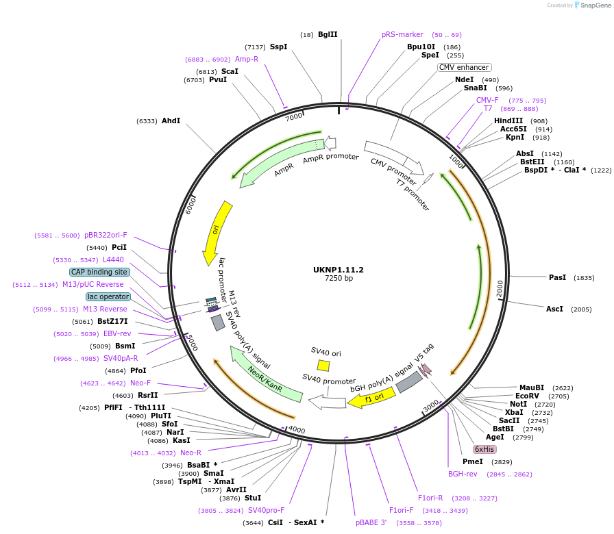 97378-plasmid-map-sequence-id-189790