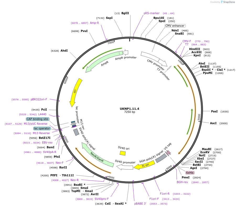 97380-plasmid-map-sequence-id-189796