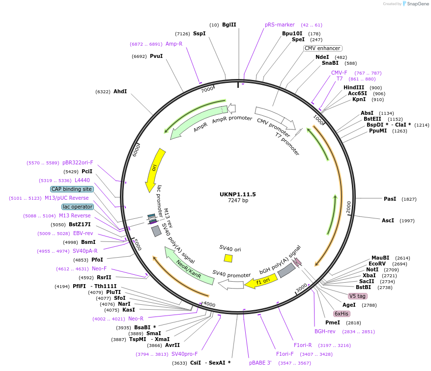 97381-plasmid-map-sequence-id-189798