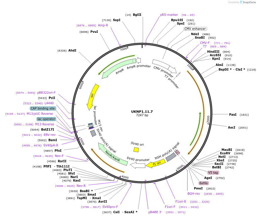 97383-plasmid-map-sequence-id-189800