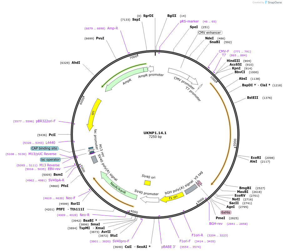 97413-plasmid-map-sequence-id-189814