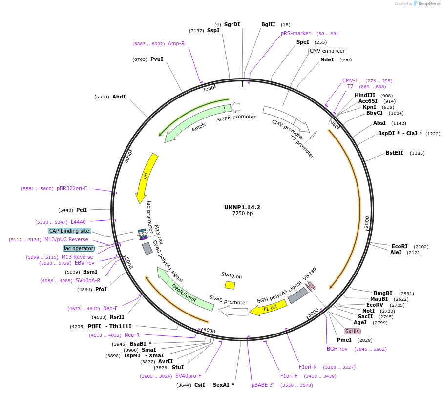 97414-plasmid-map-sequence-id-189815