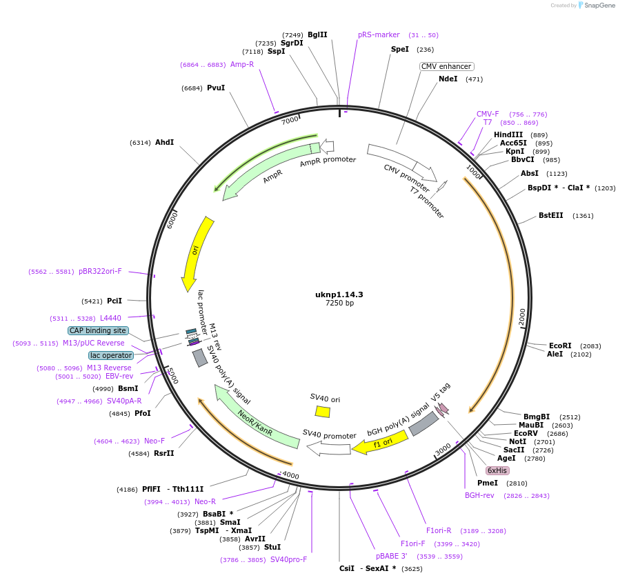 97415-plasmid-map-sequence-id-189824