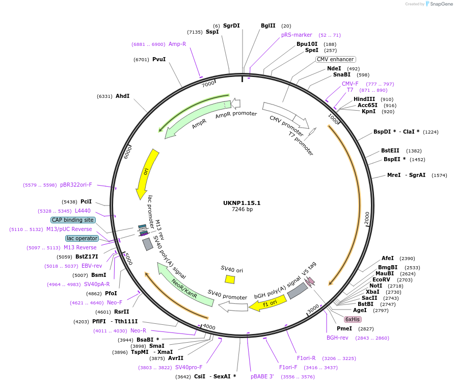 97419-plasmid-map-sequence-id-189827